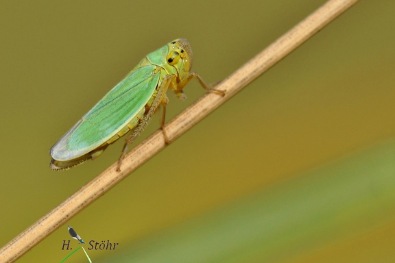 Schmuckzikade (Cicadella sp.)